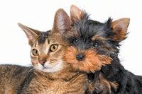 veterinary_cat_dog_friends_144352429-804213-1384153105266.jpg