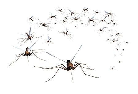 veterinary-a-swarm-of-mosquitoes-grab-the-bug-spray!-7746889_450.jpg