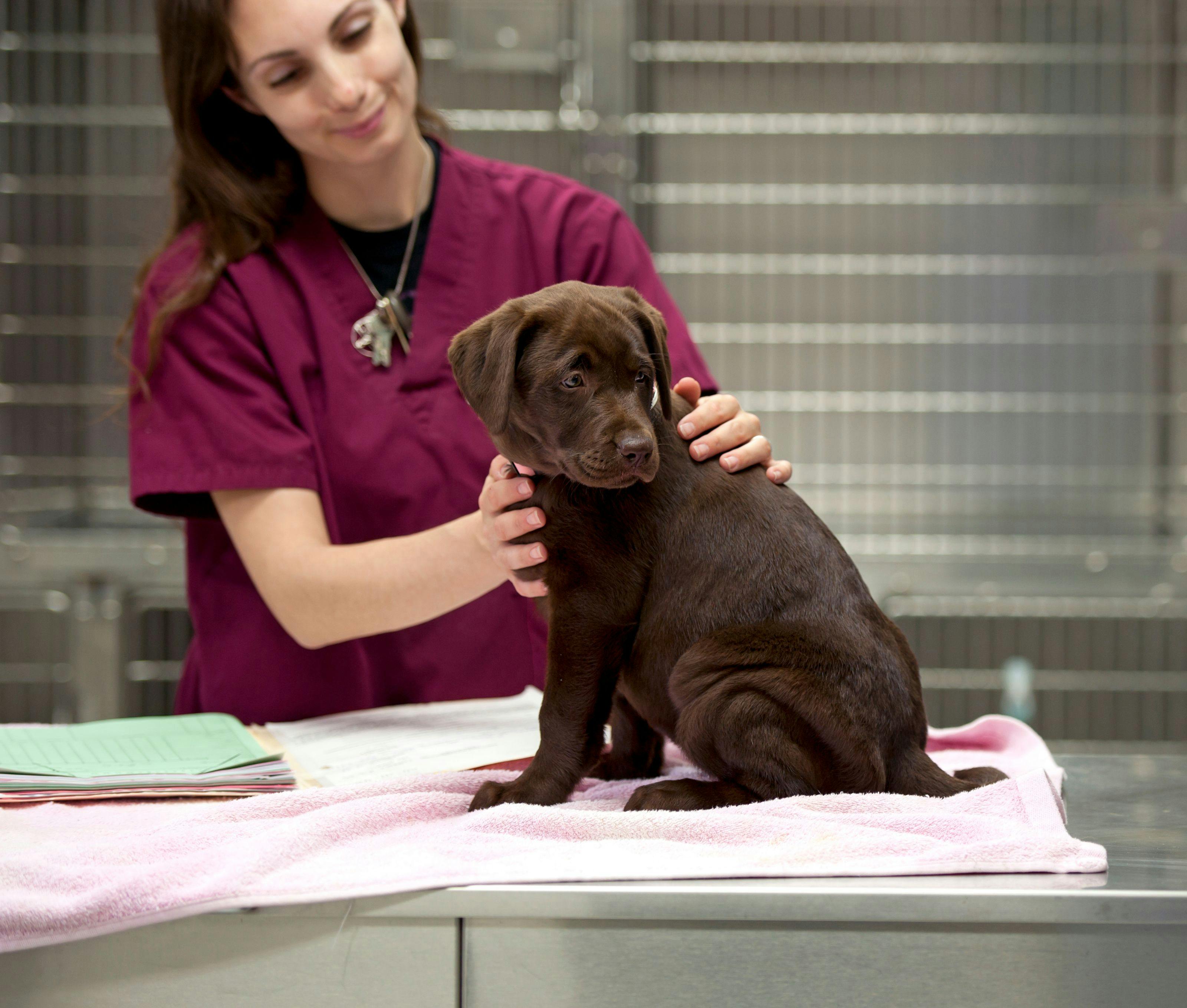 Survey finds striking misconceptions surrounding veterinary technicians 