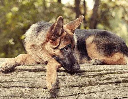 sad dog on a log 
