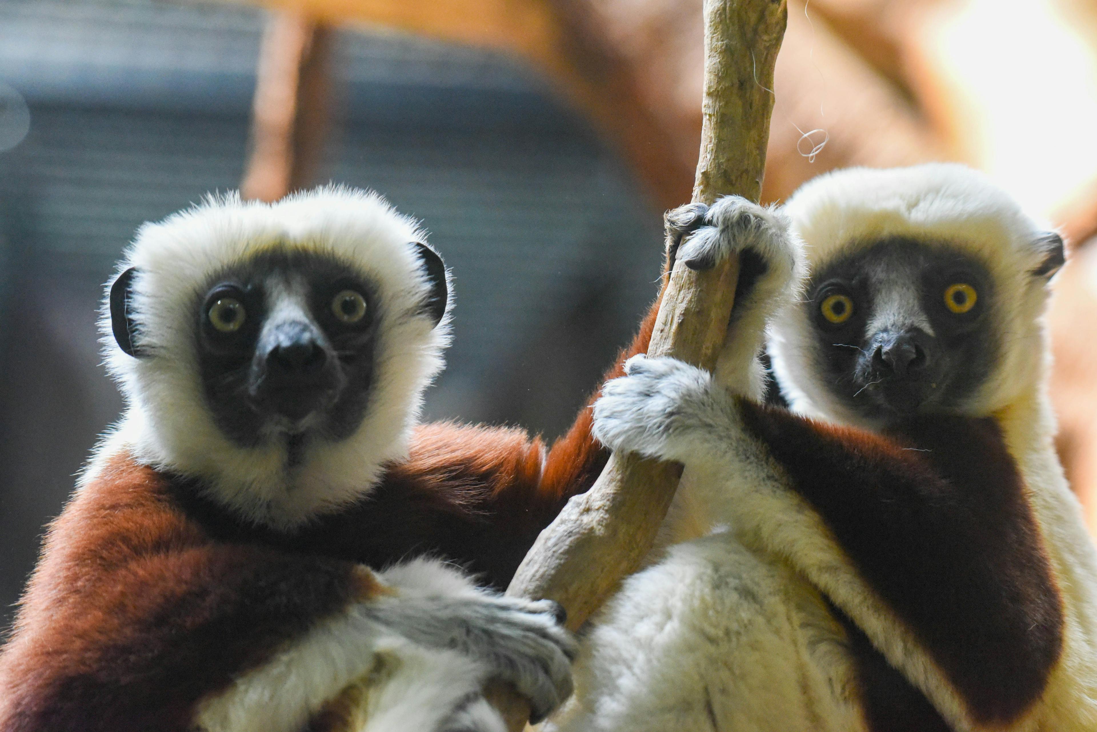 Two coquerel’s sifaka arrive at Maryland Zoo 