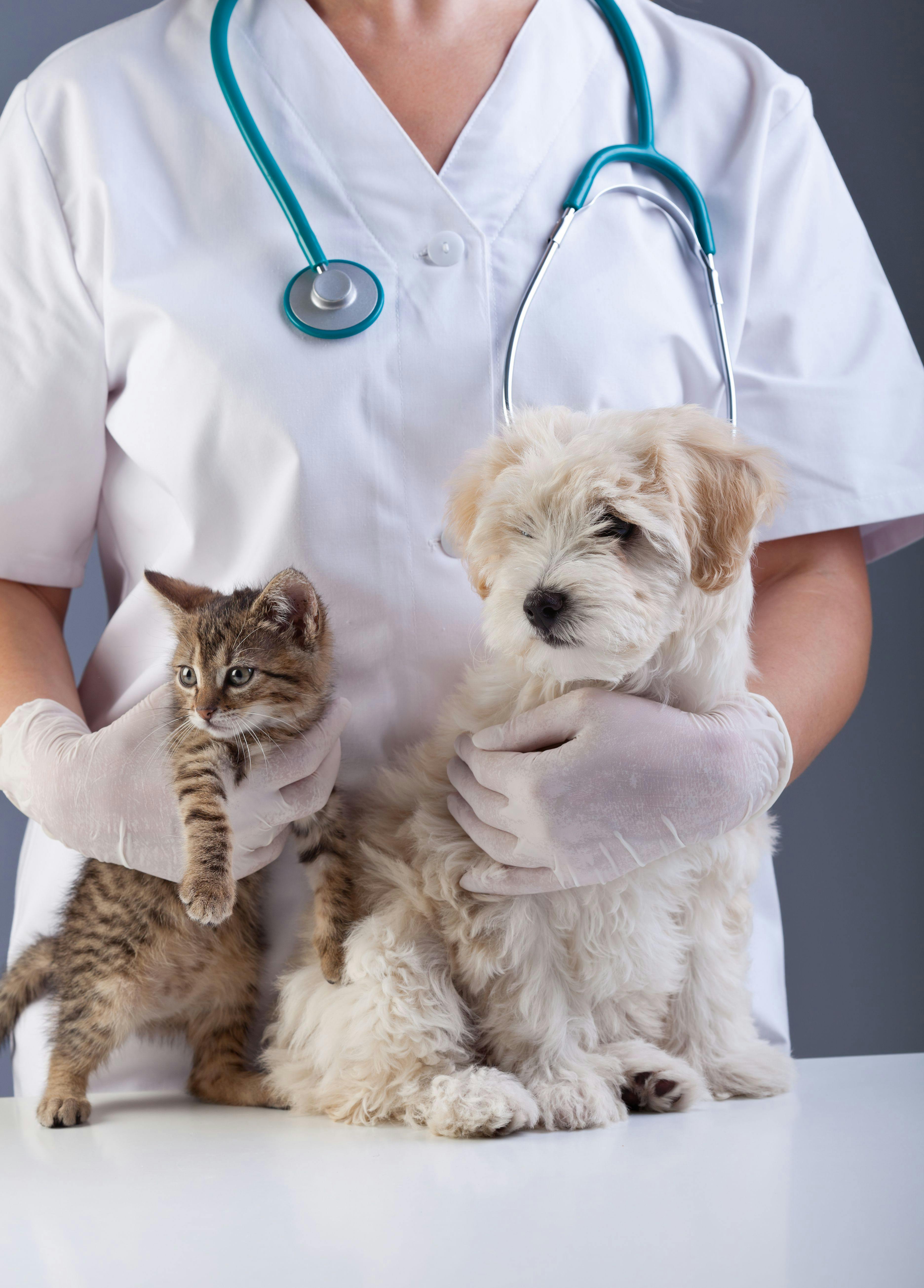 The flash glucose monitoring system: an invaluable tool for diabetic cats and dogs
