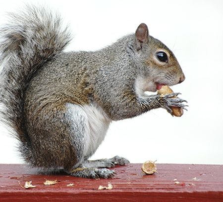 veterinary-squirrel-eating-peanut-AdobeStock_