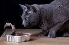 New Study Shows Surprising Food Preferences Among Cats, Dogs