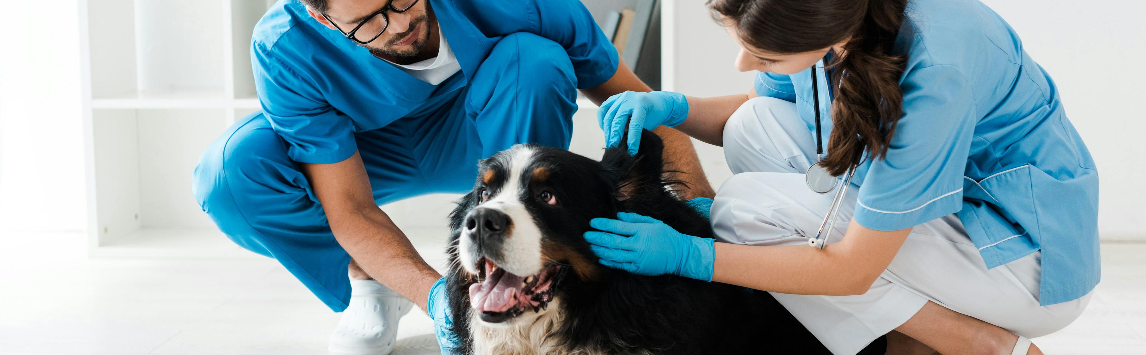 AlphaFlo canine allograft has been released to market