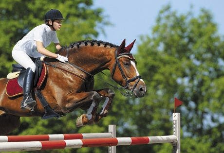 veterinary-Equestrian-jumper---horsewoman-and-bay-mare_460px_121387204.jpg