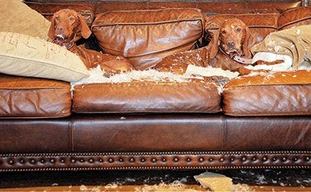 veterinary-dog-vizsla-two-couch-591499805_450.jpg