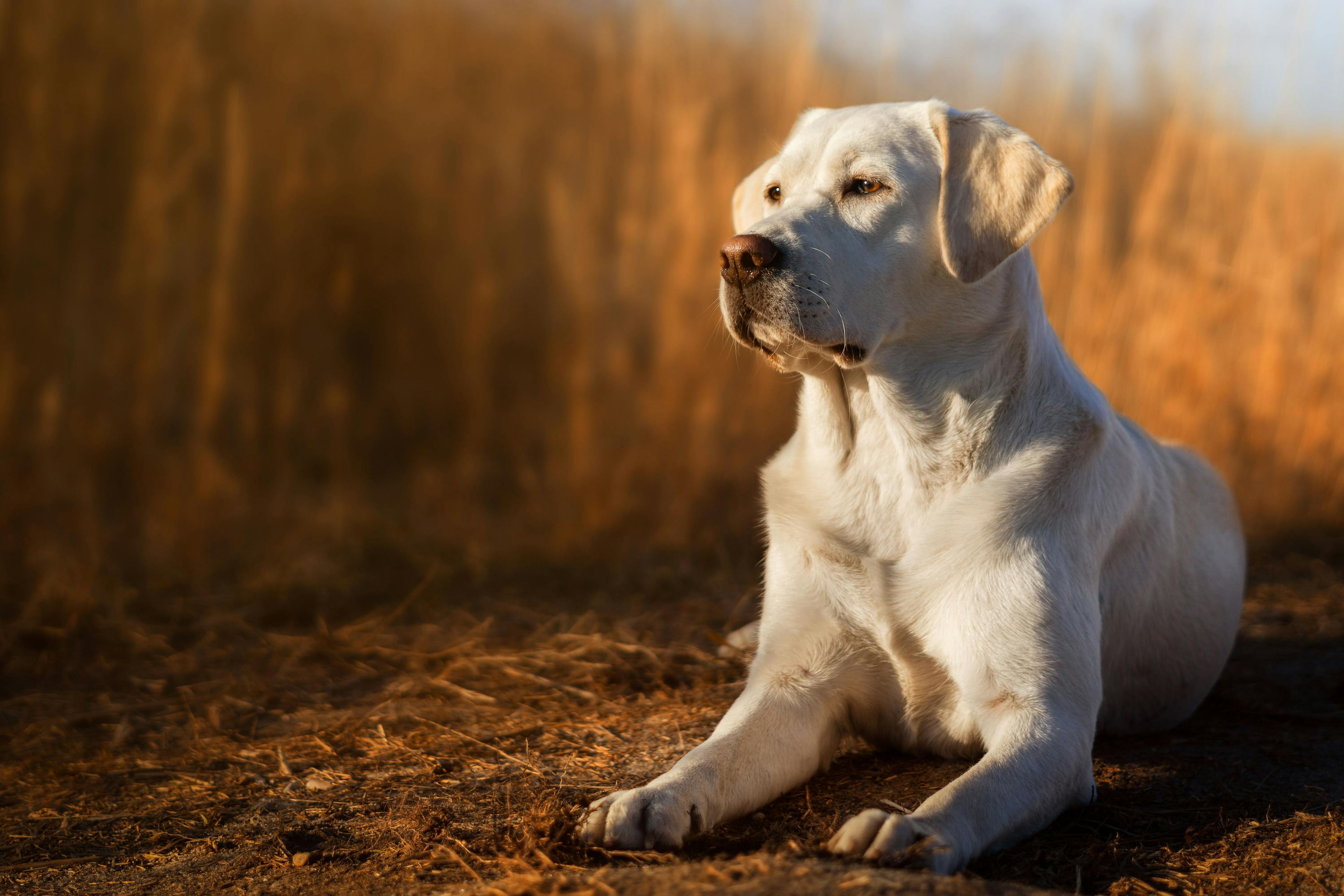 Breakthrough genetic test detects risk of canine cruciate ligament rupture