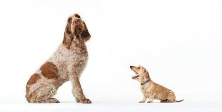 veterinary-Small-dog-barking-at-bigger-dog_450px-166273389.jpg
