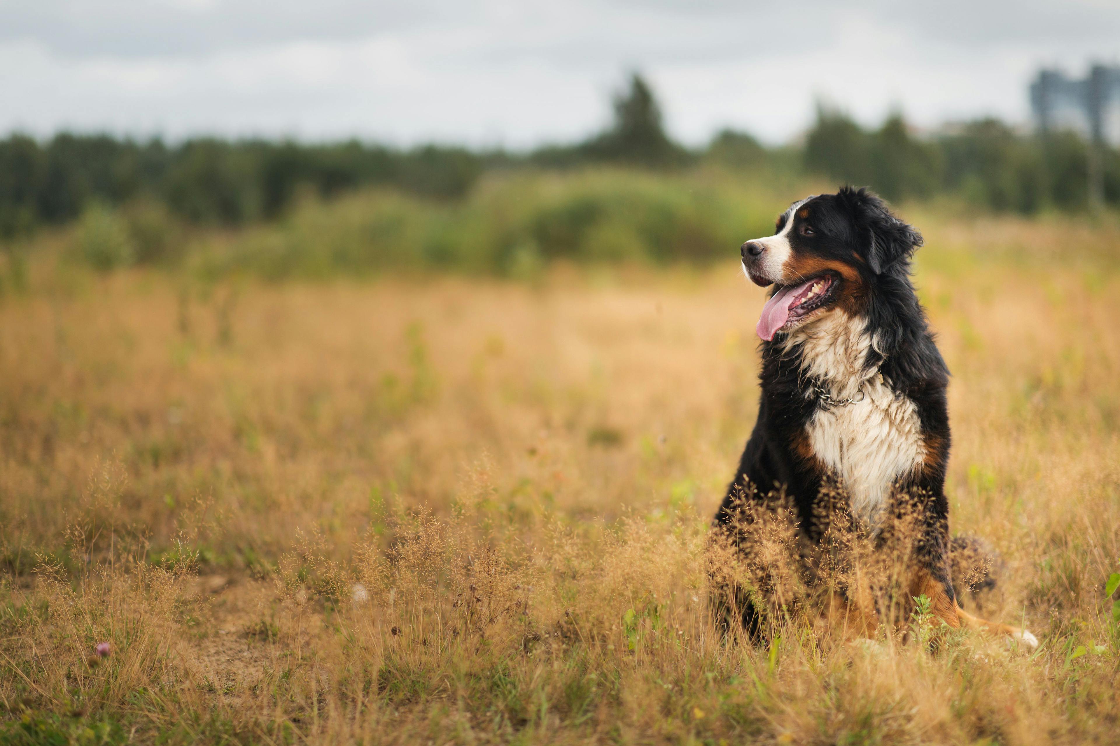 AHS urges veterinarians to submit data for 2022 Heartworm Incidence Map