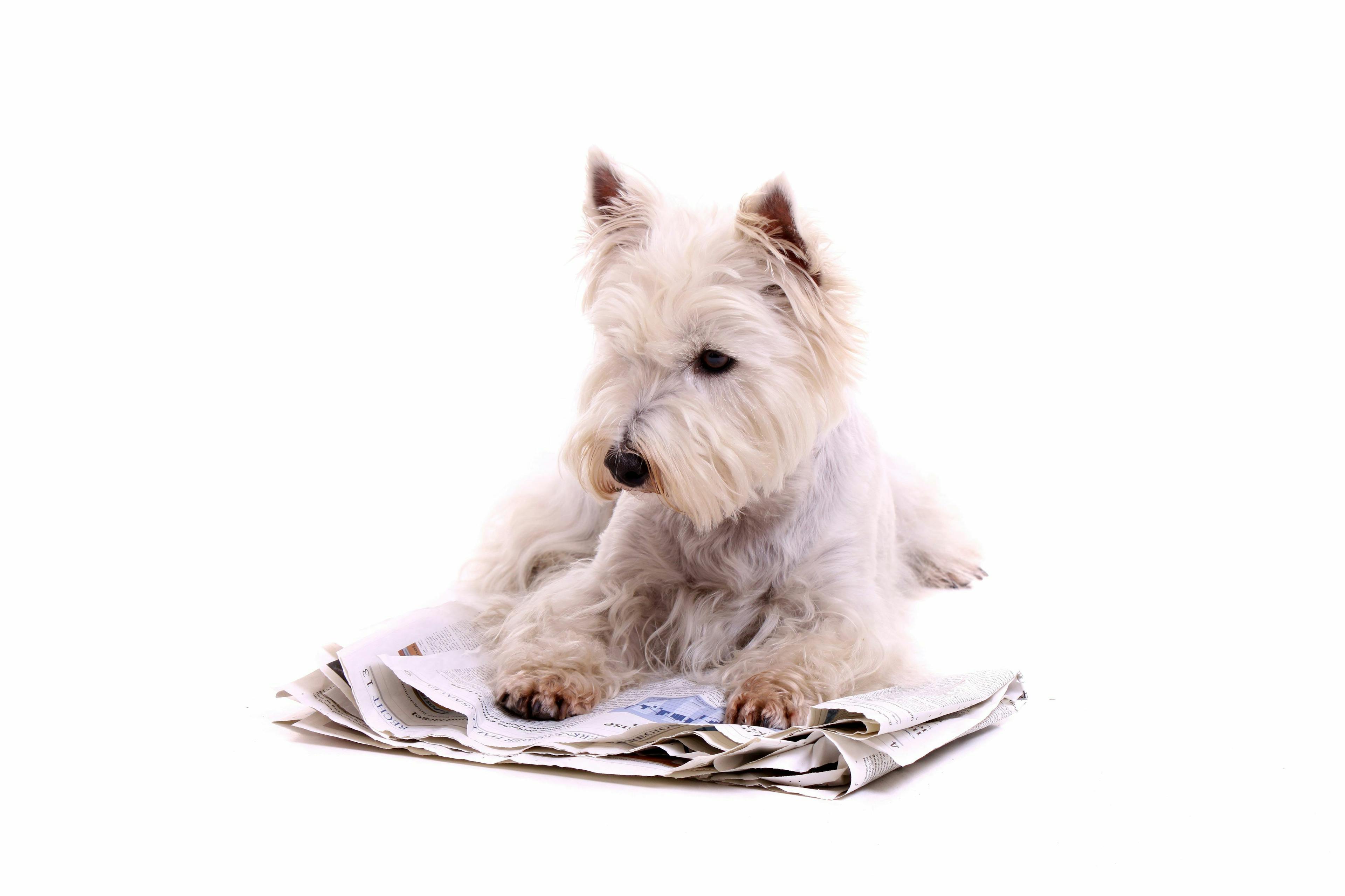 Dog sitting on newspaper