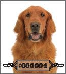 Veterinary_Golden-627619-1384497611404.jpg