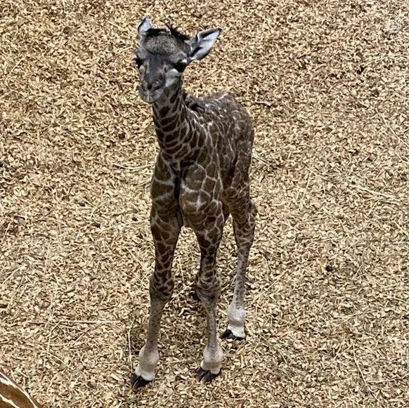 The Masai giraffe calf at Seneca Park Zoo (Photo courtesy of Seneca Park Zoo).