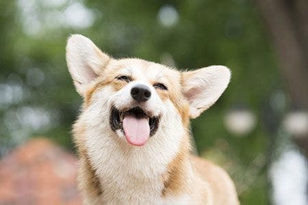 veterinary-corgi-smiling-dog-AdobeStock_202747104-450.jpg