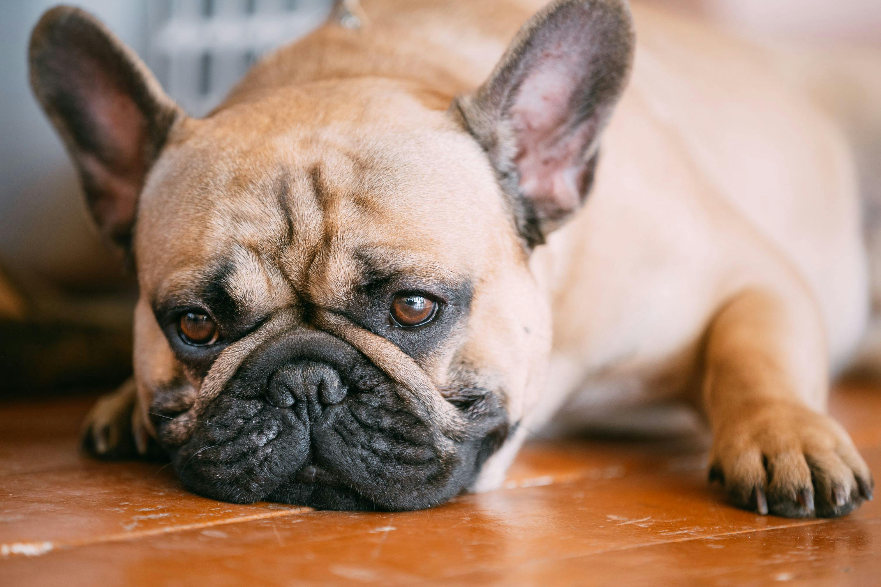 3 must-reads on canine IBD