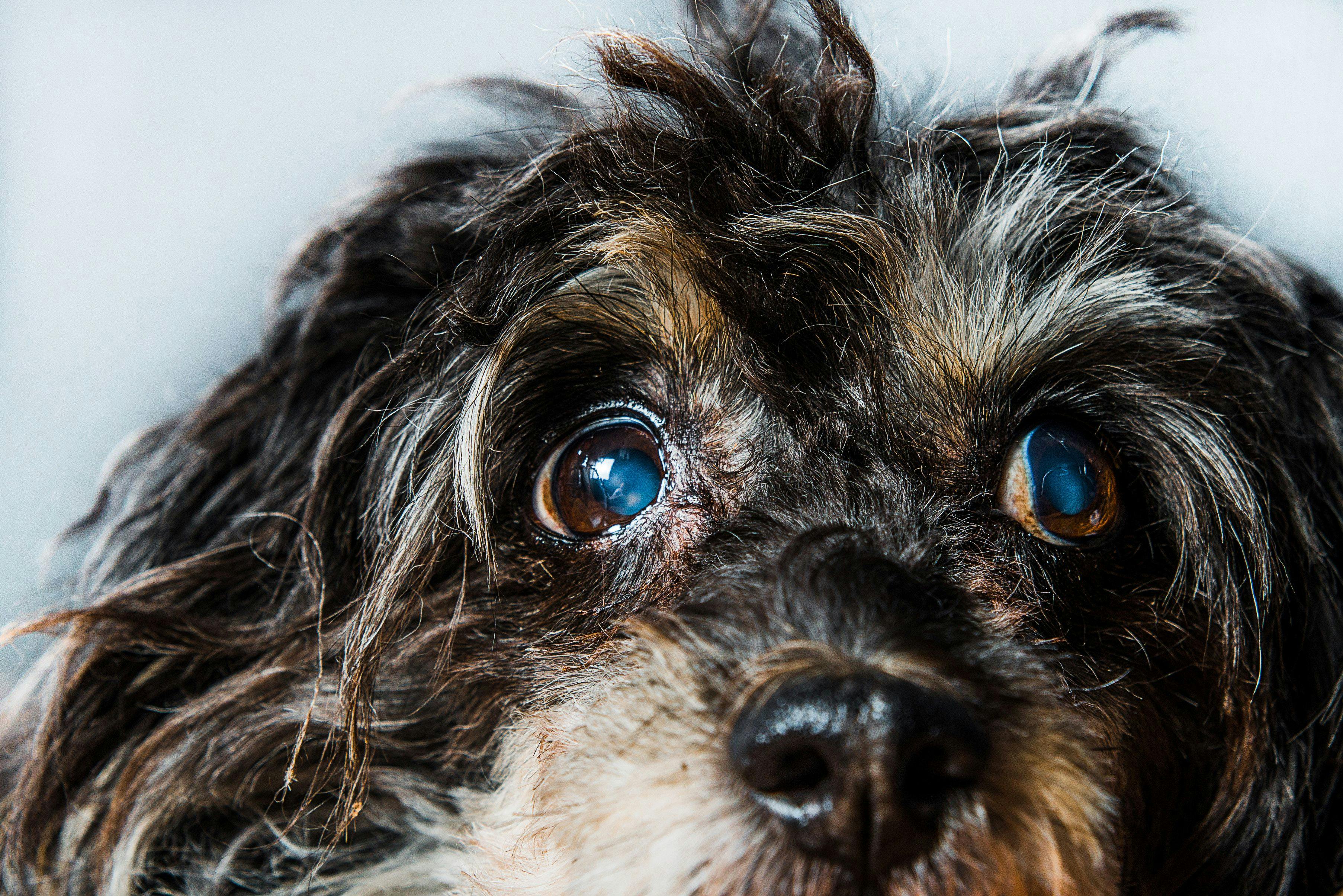 3 Must-reads on canine ophthalmology 