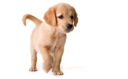 golden retriever puppy 