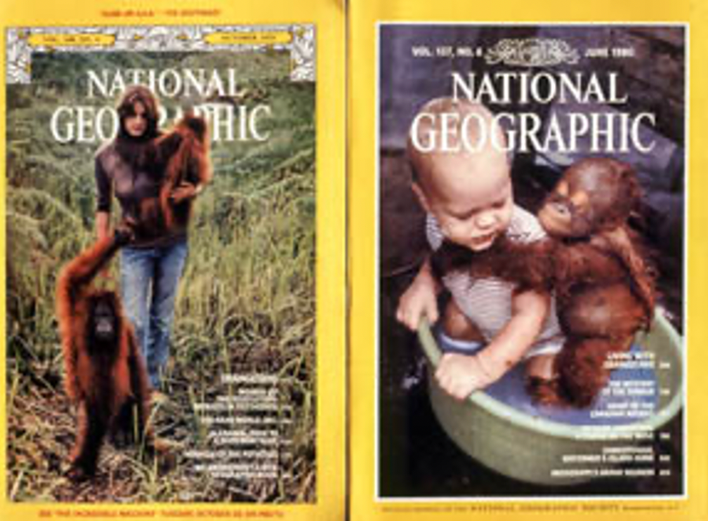 Camp Leakey was on the cover of National Geographic magazine in 1975 and 1980. 