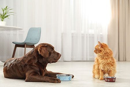 Dog and cat staring