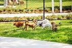 Danger at the Dog Park? Enteropathogens Detected in Dogs Visiting Dog Parks