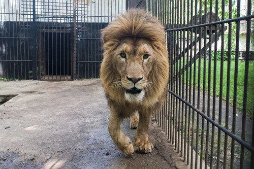 A lion rescued from the Bio Park Zoo in Odessa, Ukraine (Photo courtesy of The Wild Animal Sanctuary). 