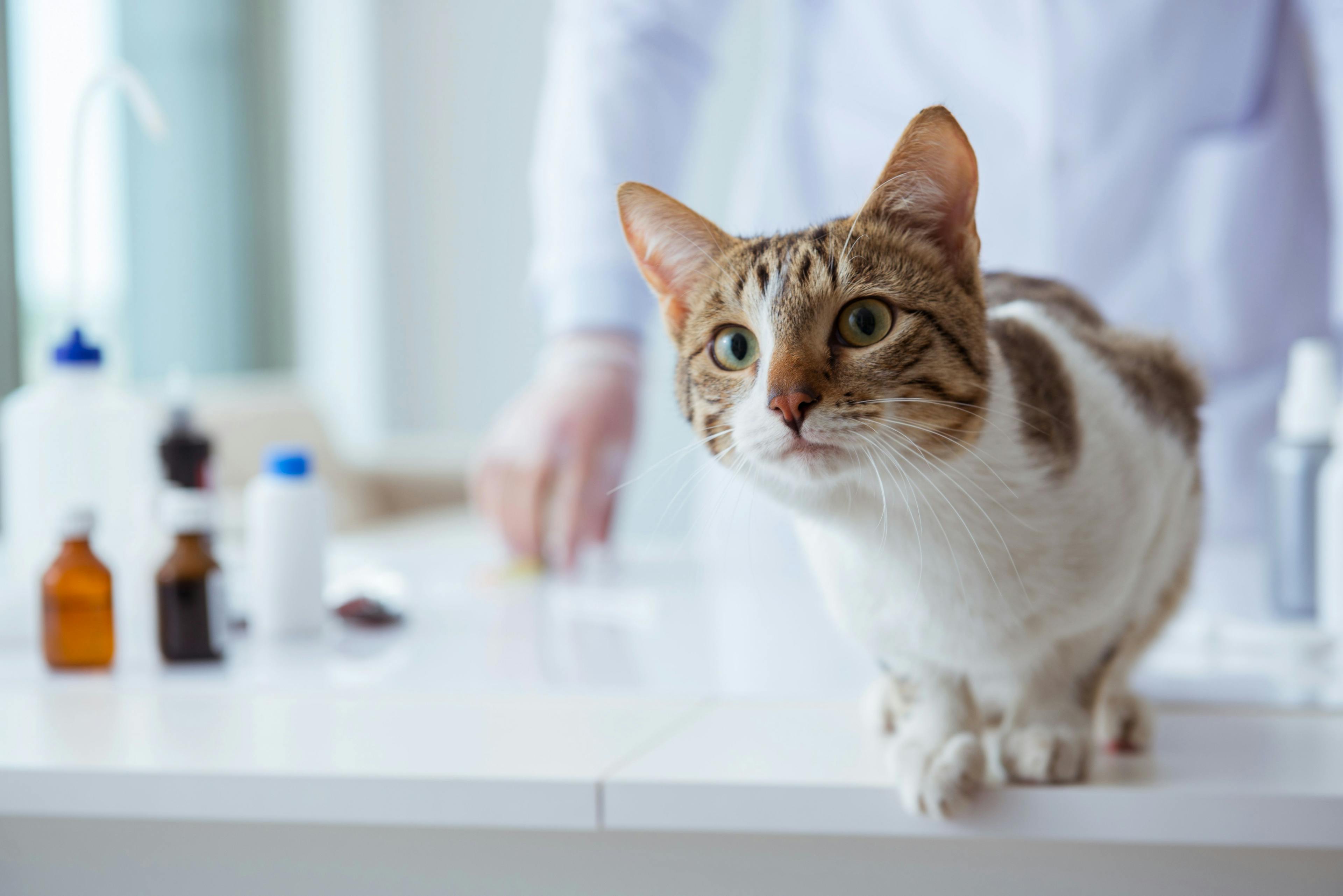 Feline lymphoma: diagnosis and treatment