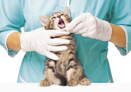 veterinary-the-veterinarian-checks-teeth-to-a-small-kitten-over-white-background-450px-152002499.jpg