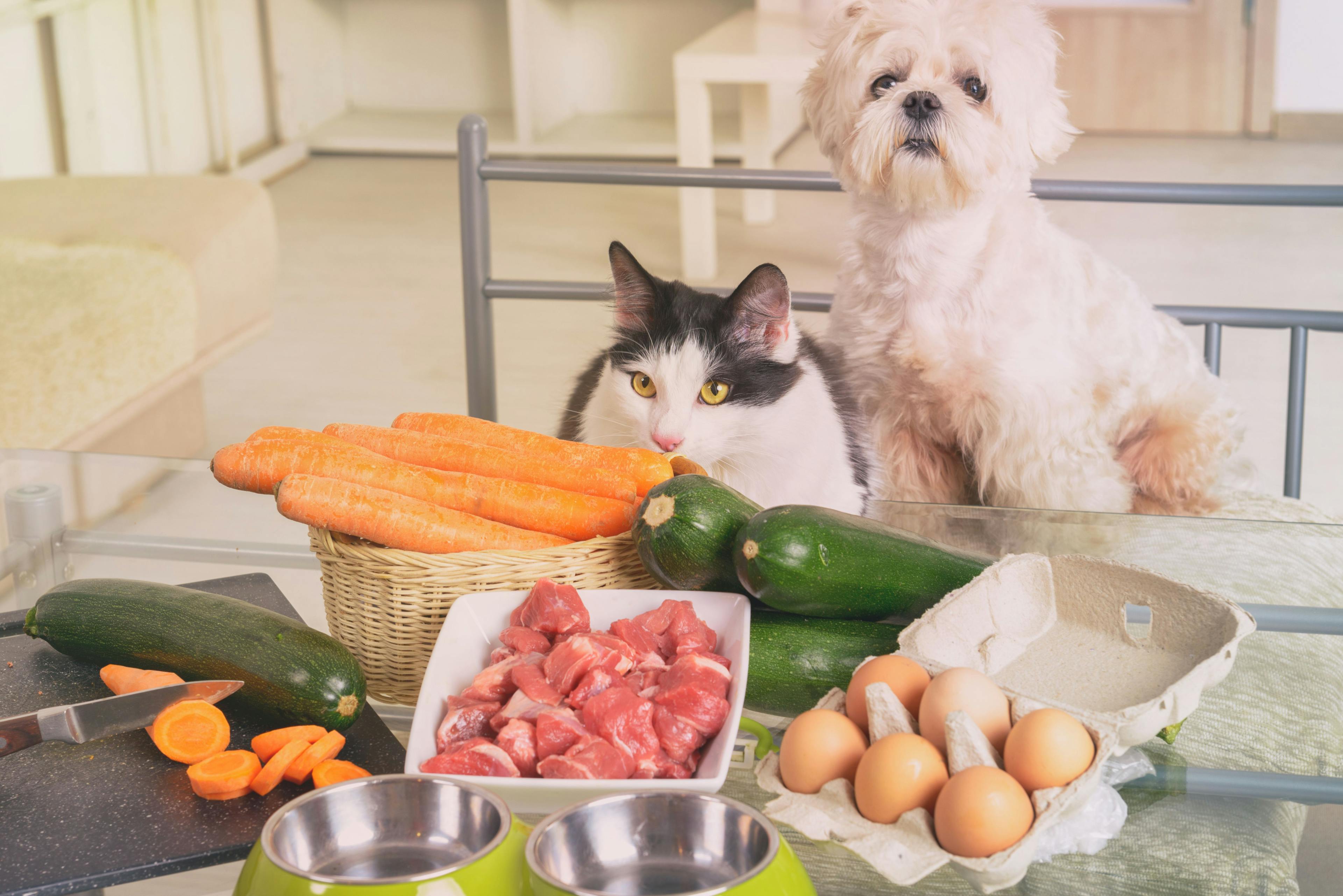 different dog and cat diets