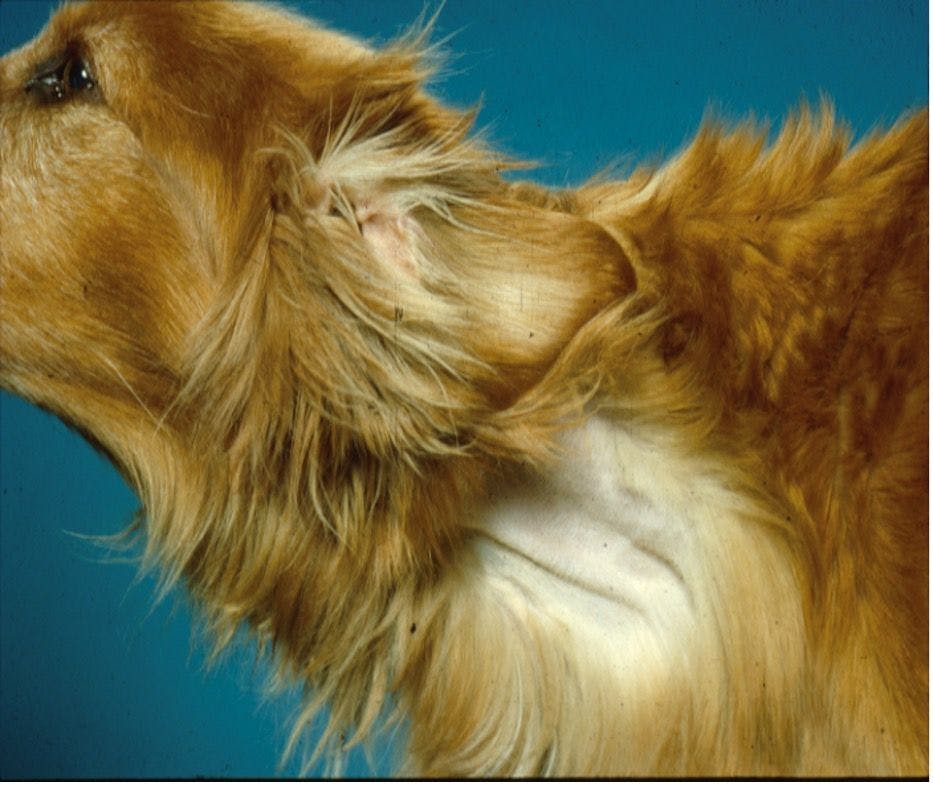 Figure 2: Jugular venous distention in a dog with a chemodectoma, large volume pericardial effusion, and resultant cardiac tamponade.