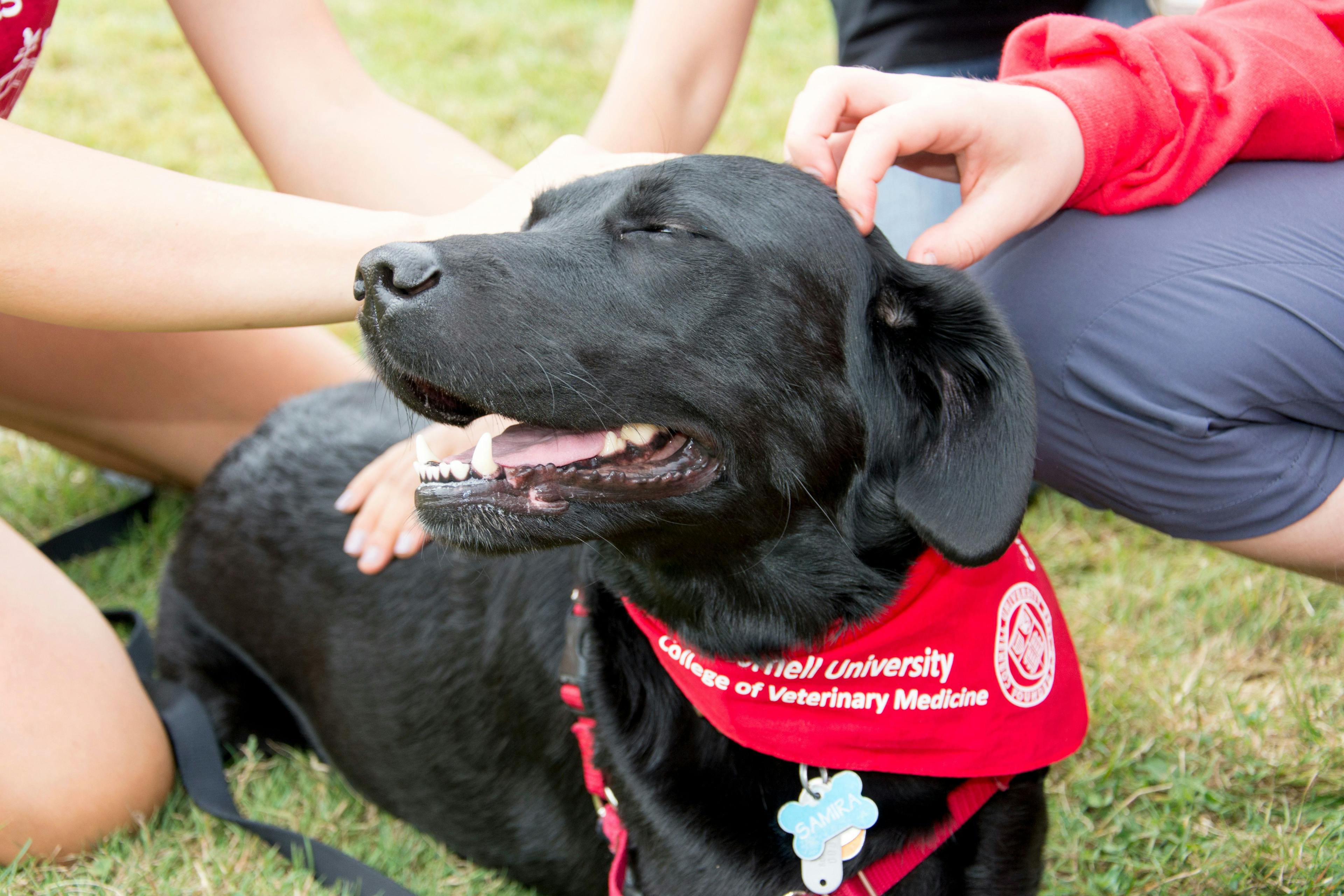 $30 Million donation propels launch Cornell Canine Health Center
