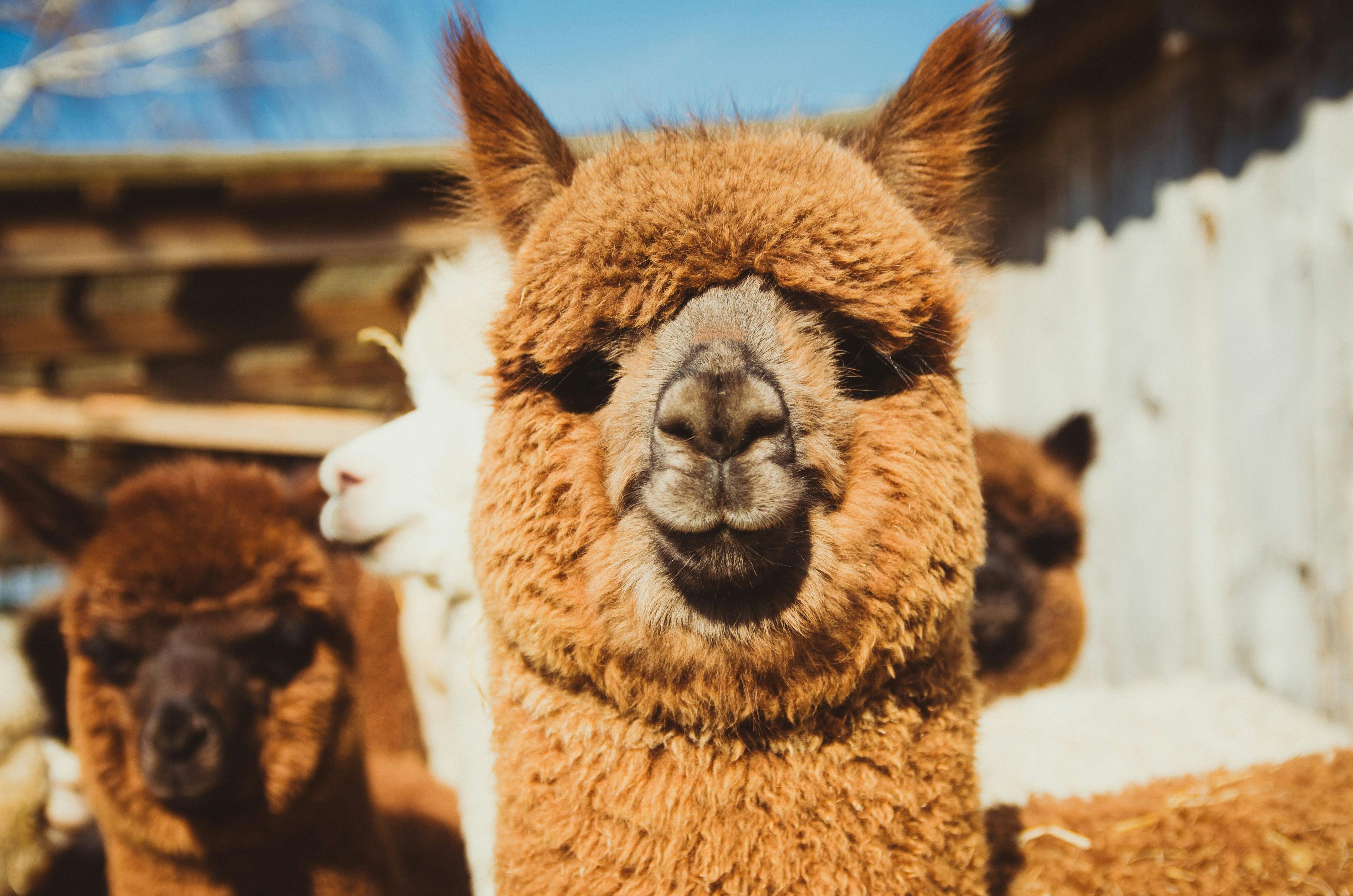 Using mandibular thickness measurements to predict dental disorders in alpacas 