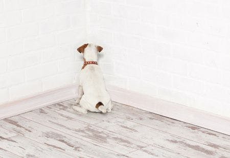 veterinary-dog-standing-in-the-corner-chastened-puppy-punishment-450px-shutterstock-318952238.jpg