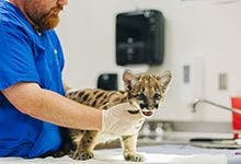veterinary-adorable-panther-kitten-220-1.jpg