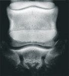 Photo-4-Navicular-bone-slide-591636-1384512193737.jpg