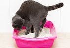 Risk Factors for Inappropriate Urination in Cats