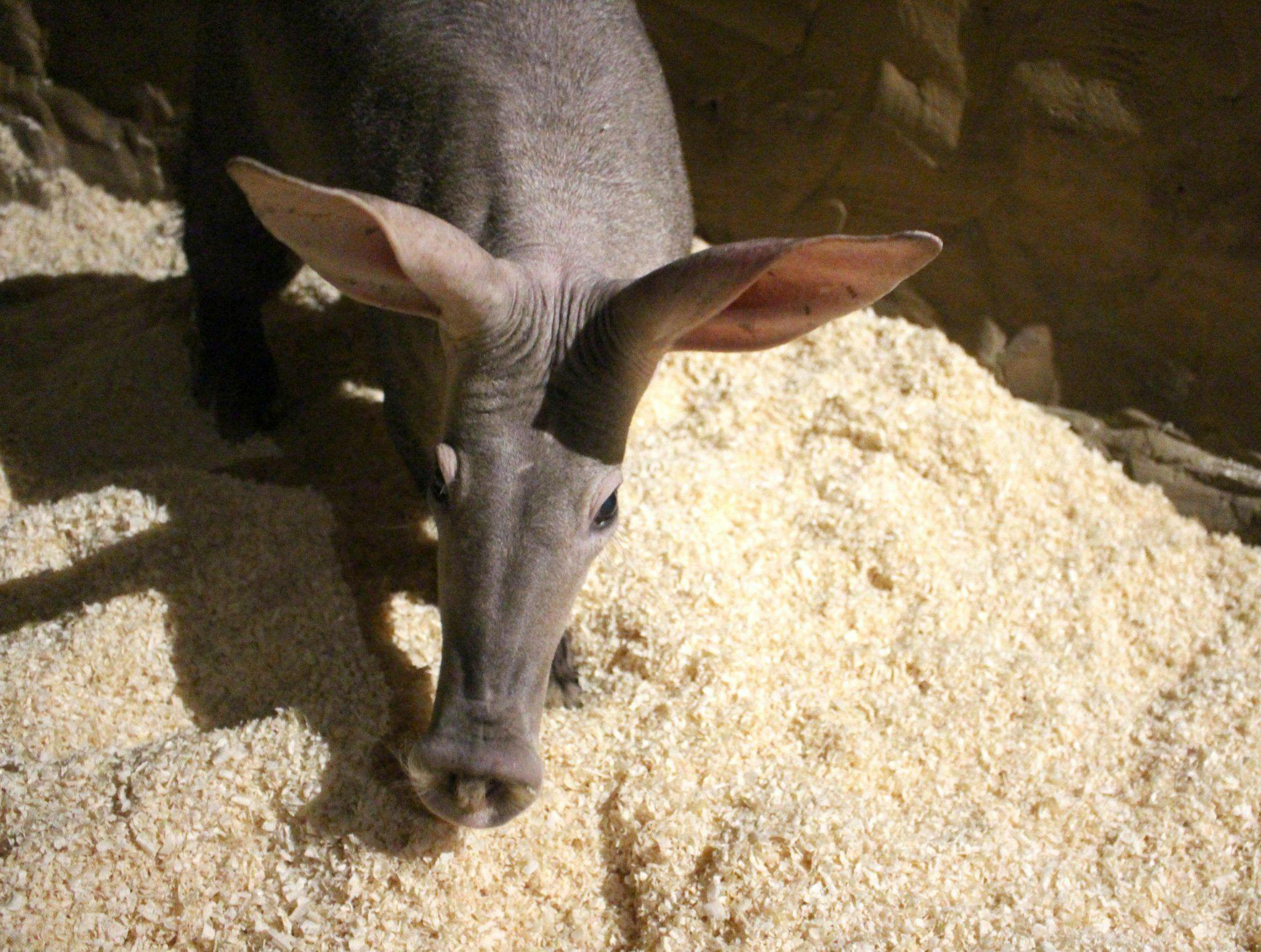 Oldest aardvark in Europe passes away 