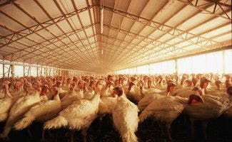 Avian Flu in Indiana