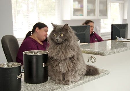 veterinary-cat-reception-desk-AdobeStock_22432987-450.jpg