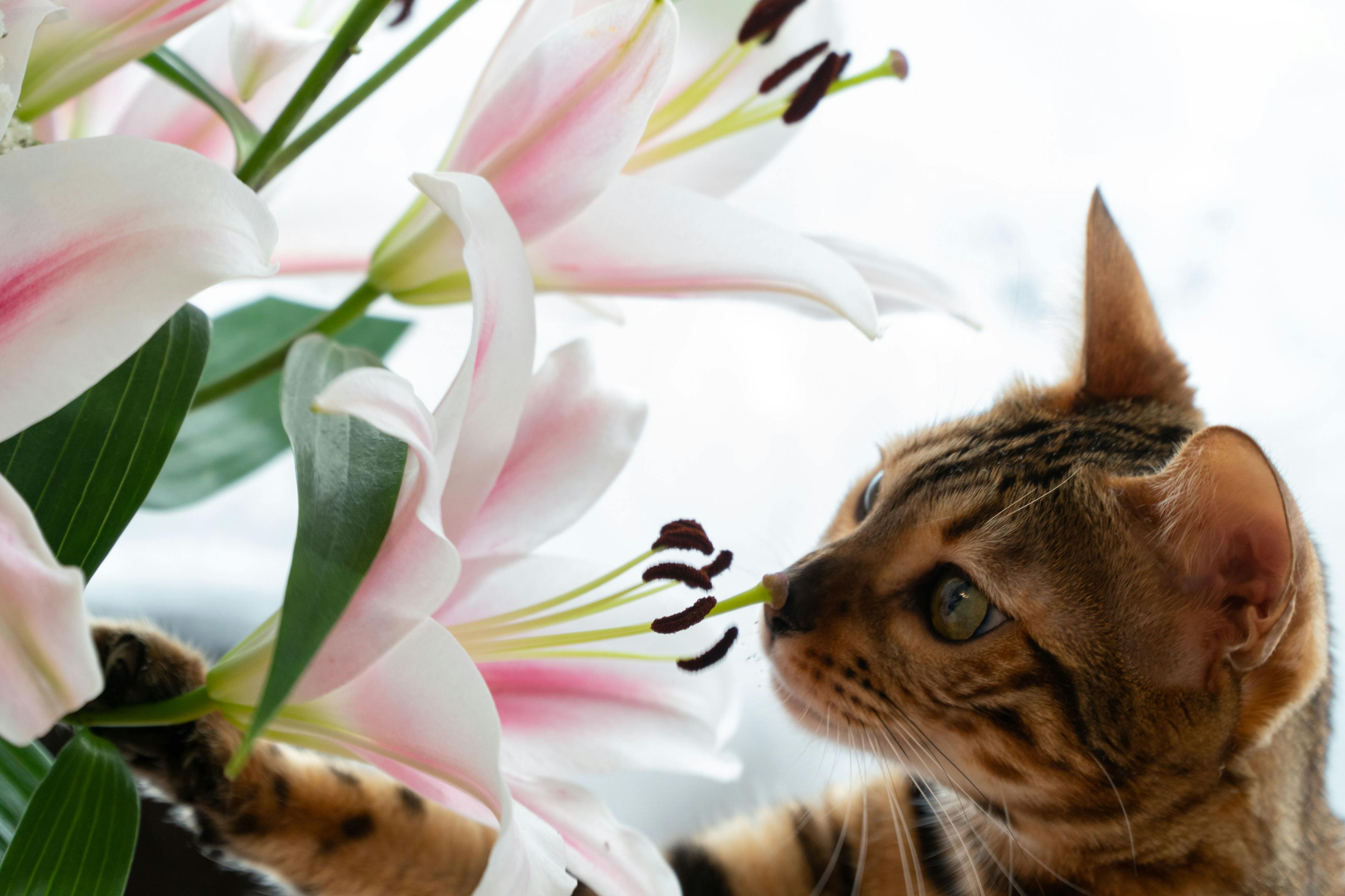 Initiative raises awareness of dangers lilies pose to cats