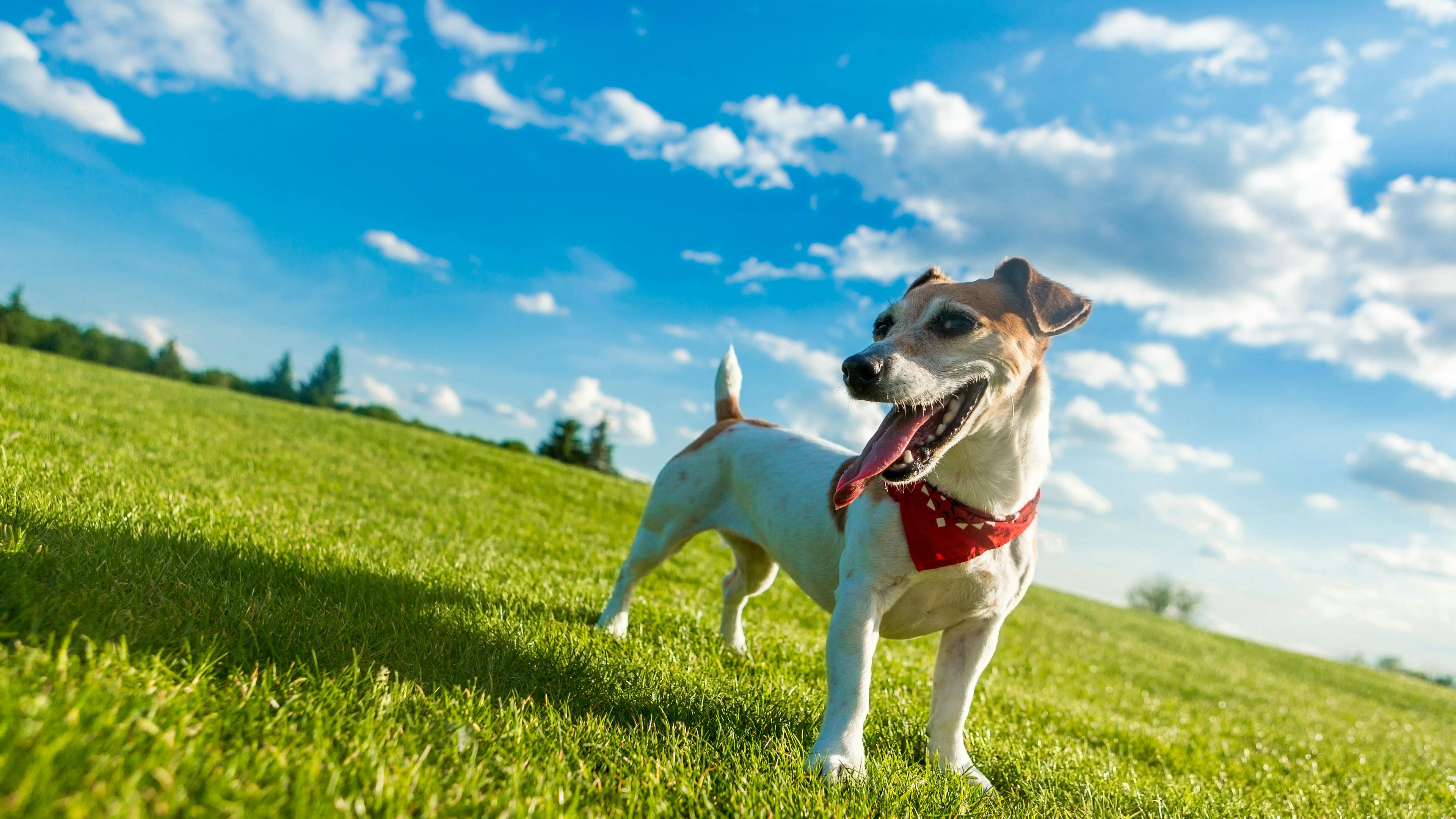 3 Must-reads on summer pet safety 