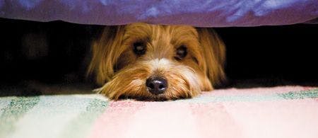 veterinary-dog-hide-under-bed-140939759_450.jpg