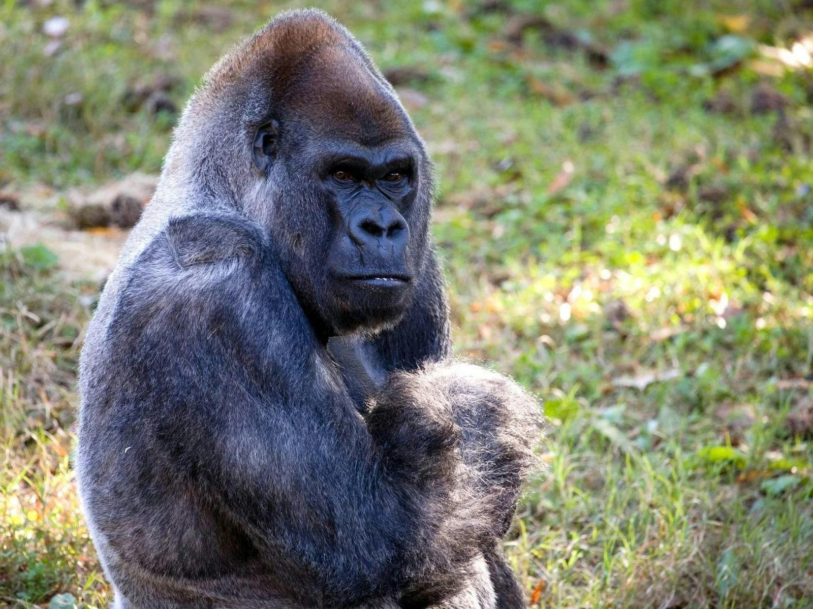World’s oldest male gorilla dies at 61