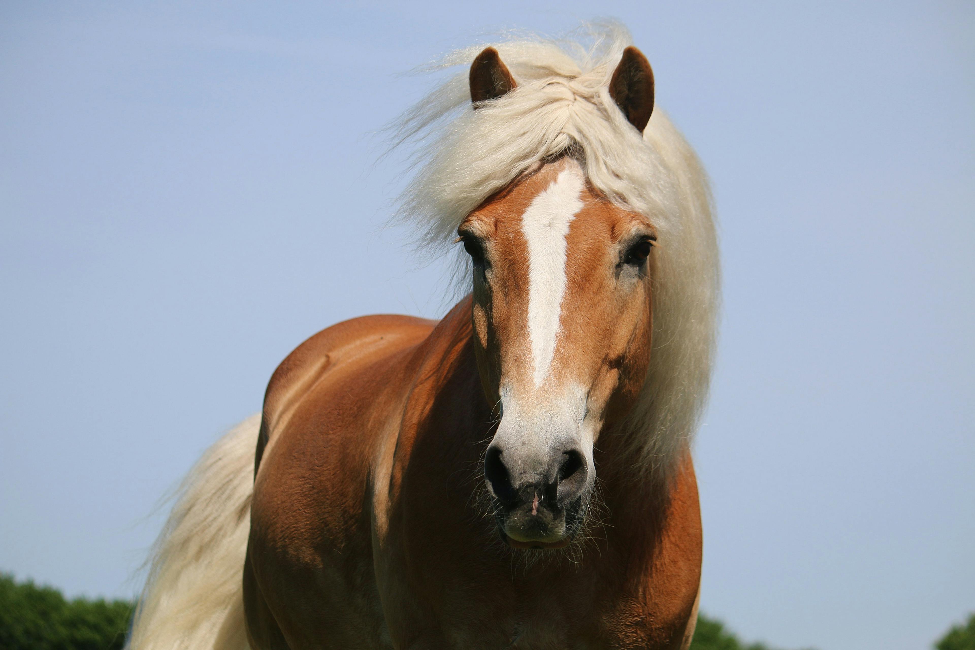 Equine skin graft goes rogue