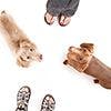 veterinary_dog_training_feet_annette_shaff_AdobeStock_194367466_100.jpg