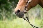 Comparison of Tracheal Wash and Bronchoalveolar Lavage in Equine Patients