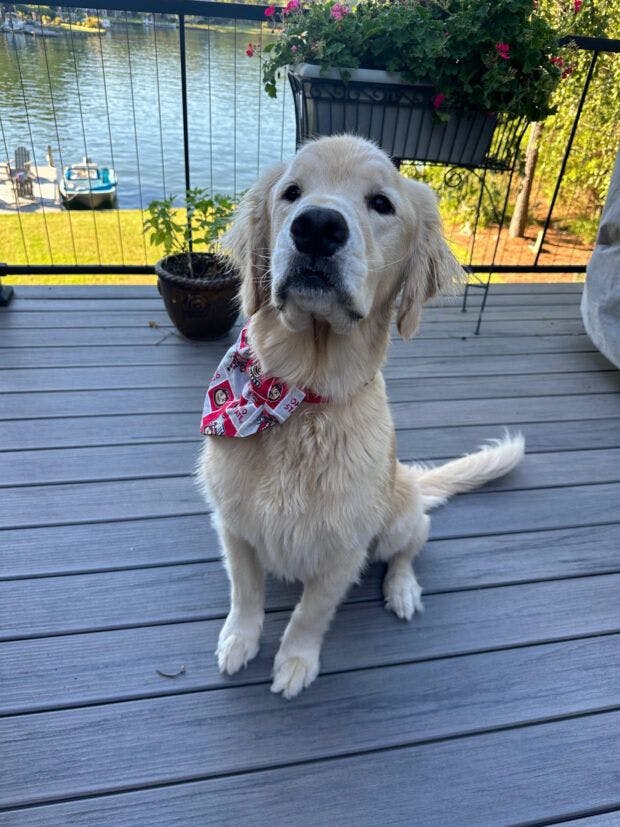 Golden retriever ingesting diaper cream leads to another deadly discovery