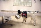 Cancer-Sniffing Dogs: Where Are We Today?