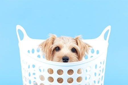Veterinary-dog-washer-laundry-basket-AdobeStock_34564920_450.jpg
