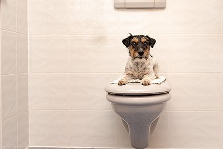 veterinary-dog-on-toilet-lid-jack-russell-terrier-AdobeStock_205130591-body.jpg