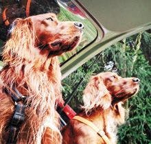 veterinary_Two-Dogs-Sitting-In-Car_220.jpg